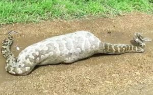 megalimpoukia1