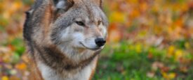 70 λύκοι ζουν γύρω από τη Θεσσαλονίκη – Δεν επιτίθενται στον άνθρωπο, διαβεβαιώνουν οι ειδικοί