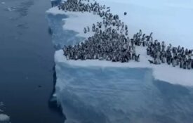 Εκπληκτικό βίντεο: Ατρόμητα μωρά πιγκουινάκια κάνουν την πρώτη τους βουτιά από παγόβουνο ύψους 15 μέτρων