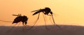 Τα χρώματα που αγαπούν τα κουνούπια – Τι να φοράτε για να τα αποφύγετε